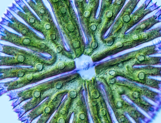 L’Oréal and Microphyt