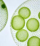 Microphyt